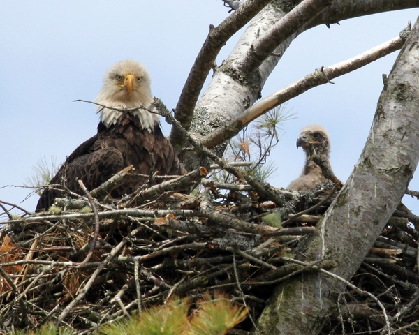 Bald Eagle Bald Eagle