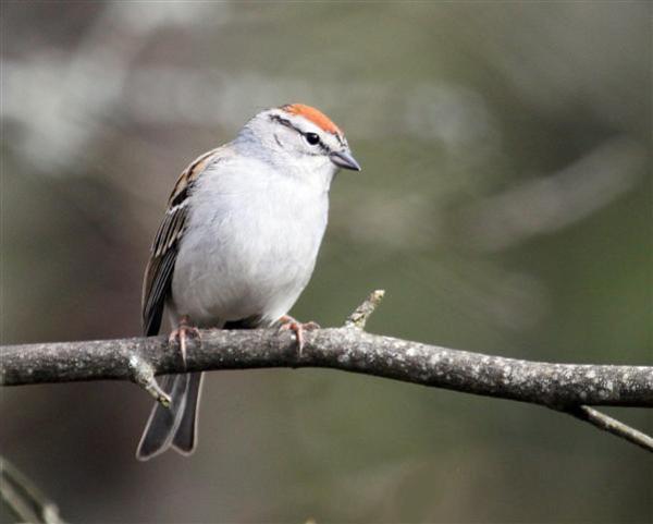 Chipping Sparrow Chipping Sparrow