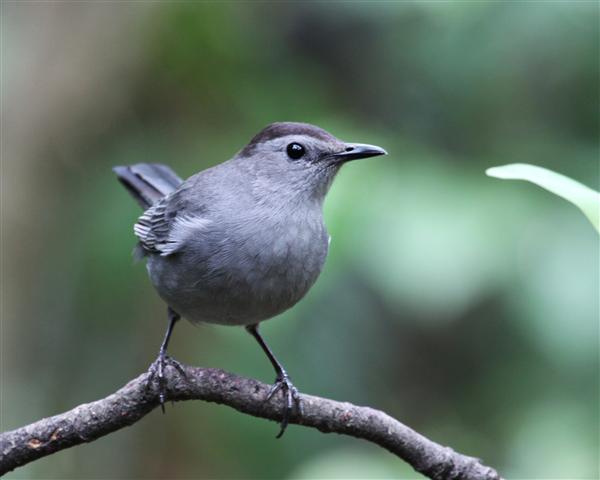 Gray Catbird Gray Catbird