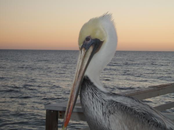 American White Pelican