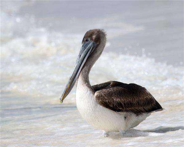 Brown Pelican