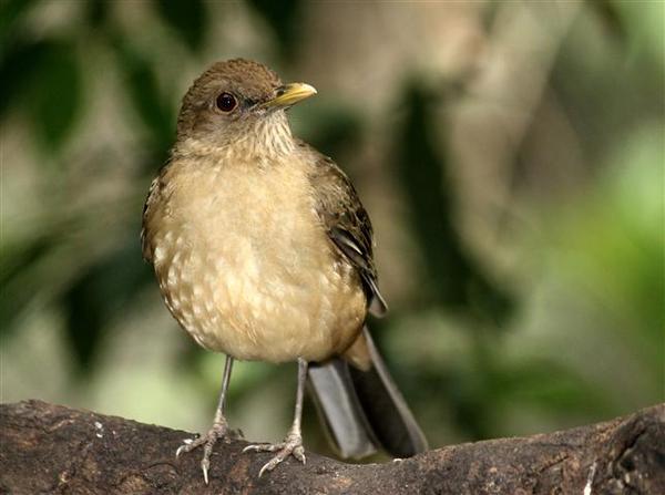 Clay-coloured Robin