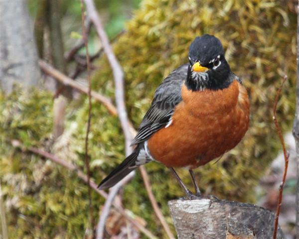 American Robin American Robin