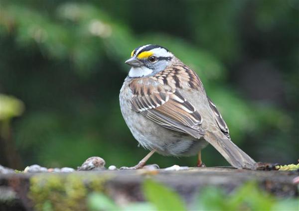 White-throated Sparrow