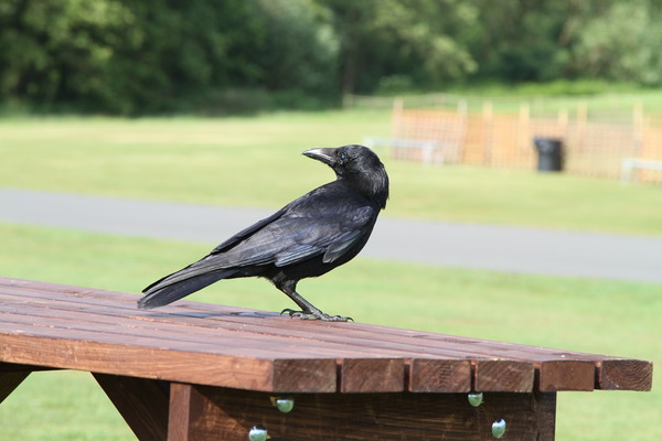 Carrion Crow