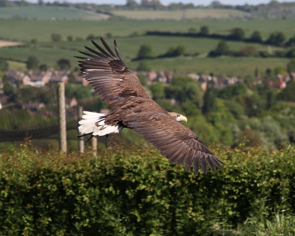 White Tailed Eagle