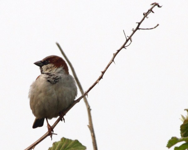 Sparrow Sparrow