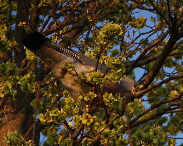 Wood Pigeon Wood Pigeon