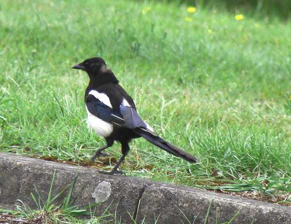 European Magpie