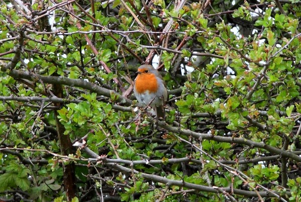 European Robin European Robin