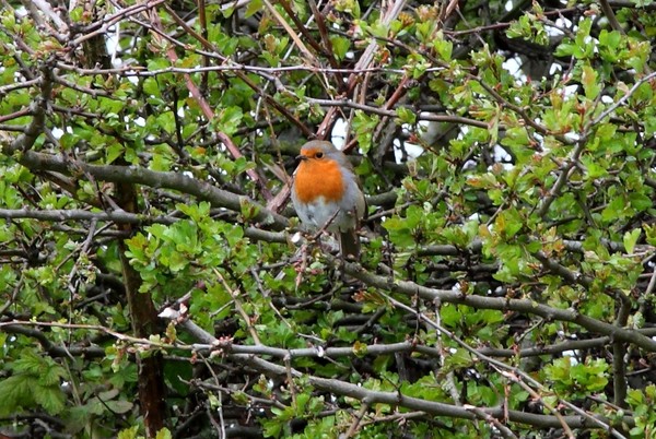 European Robin