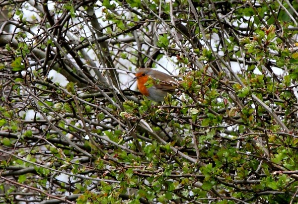 European Robin