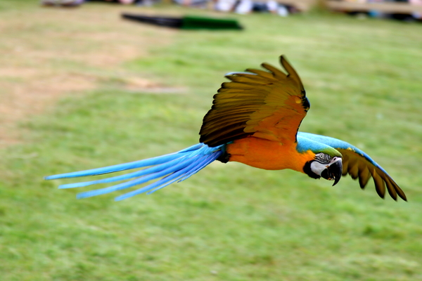 Blue and Gold Macaw.