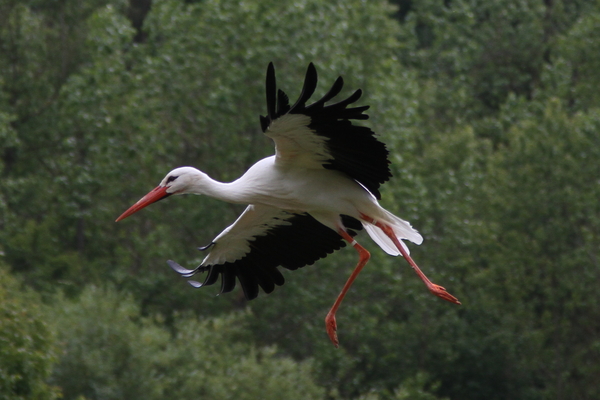 White Stork White Stork