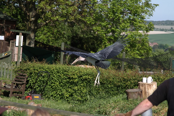 Marabou Stork