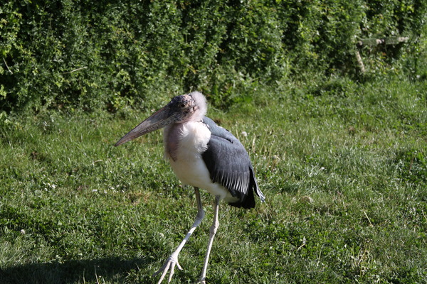 Marabou Stork Marabou Stork