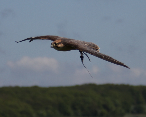 Lanner Falcon.