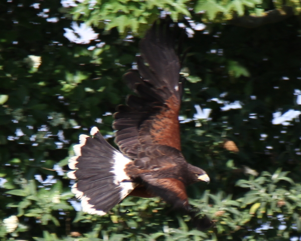 Harris Hawk