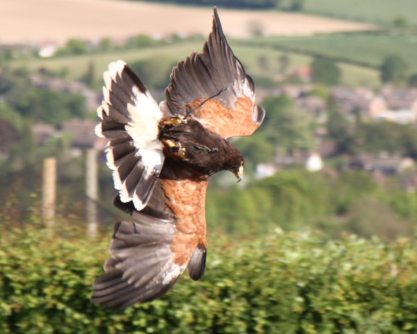 Harris Hawk Harris Hawk