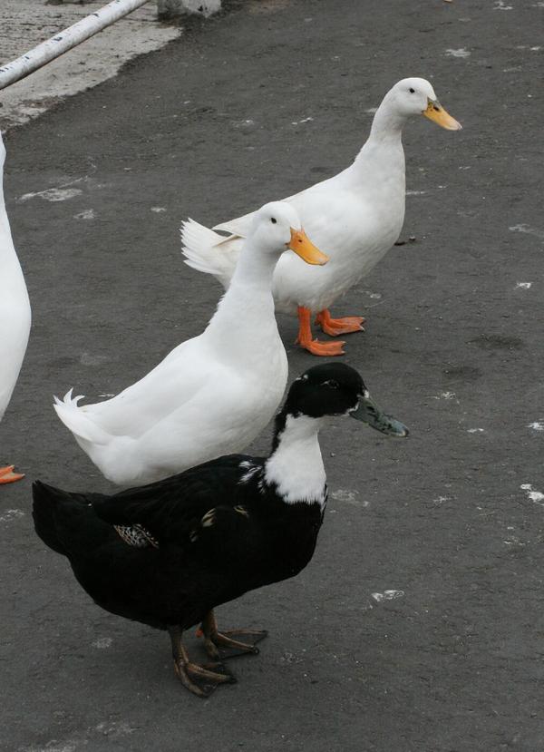 Pekin Duck Pekin Duck