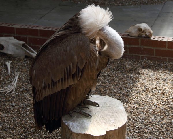 Griffon Vulture.