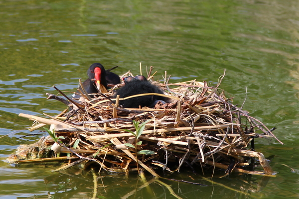 Common Moorhen