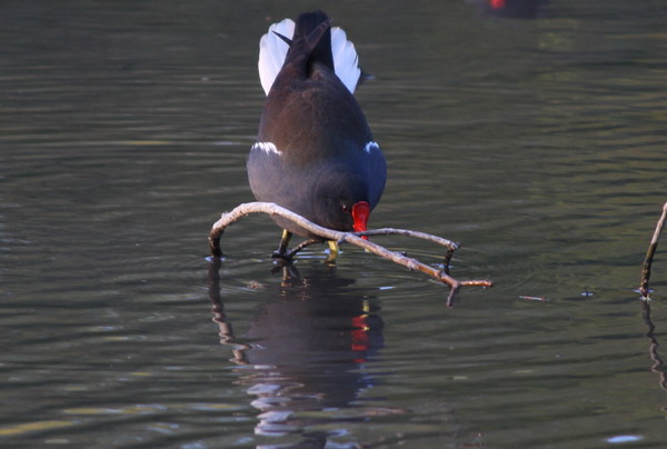Common Moorhen Common Moorhen
