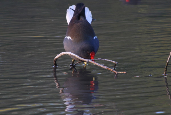 Common Moorhen