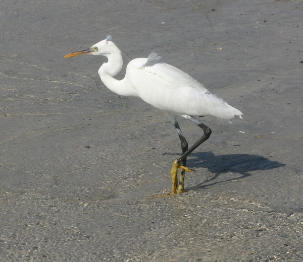 Western Reef Egret Western Reef Egret