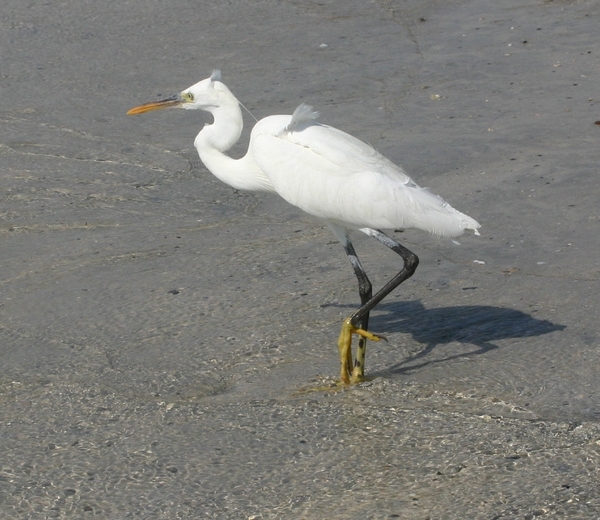 Western Reef Egret