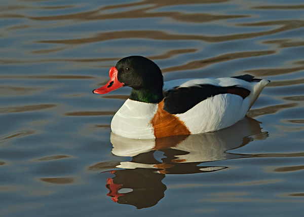 Shelduck