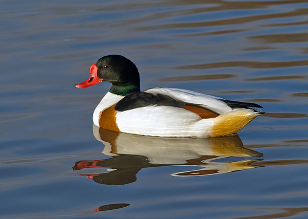 Shelduck