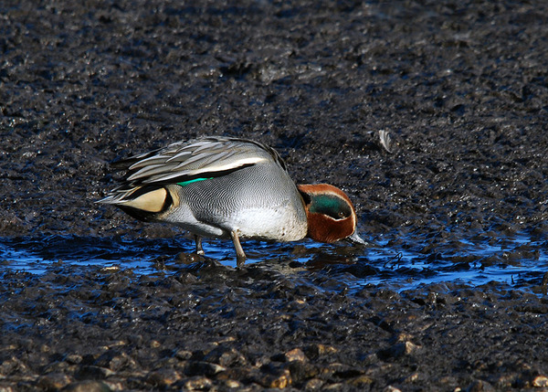 Common Teal Common Teal