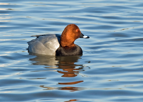 Common Pochard Common Pochard
