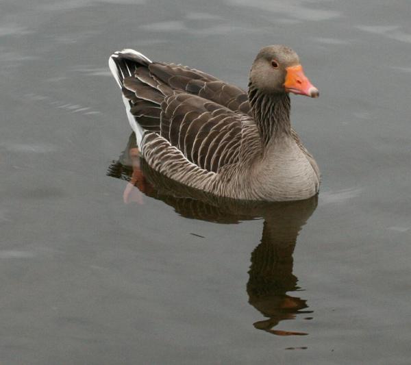 Greylag Goose Greylag Goose