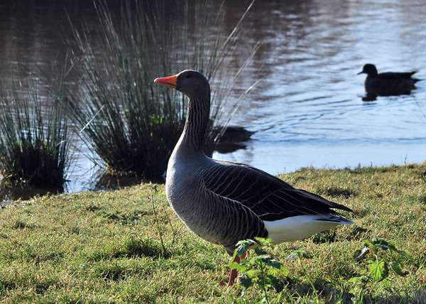 Greylag Goose Greylag Goose