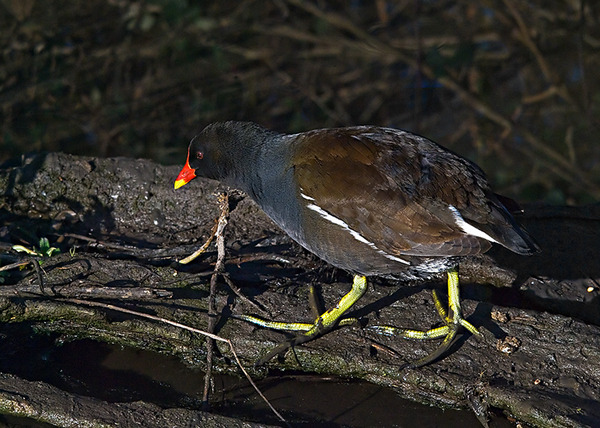 Common Moorhen Common Moorhen