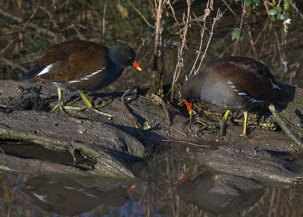 Common Moorhen