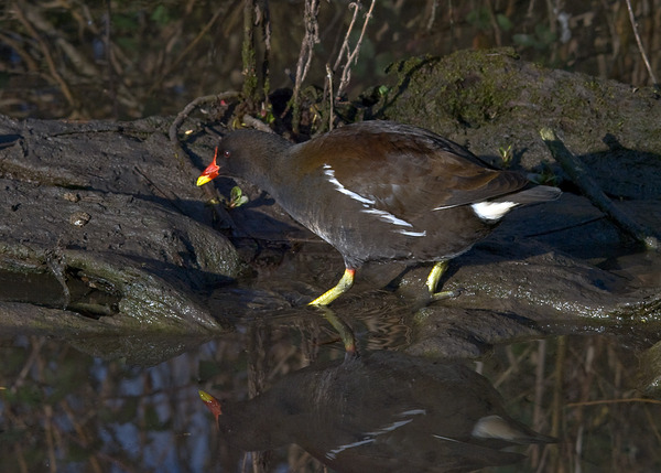 Common Moorhen Common Moorhen