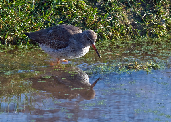 Redshank