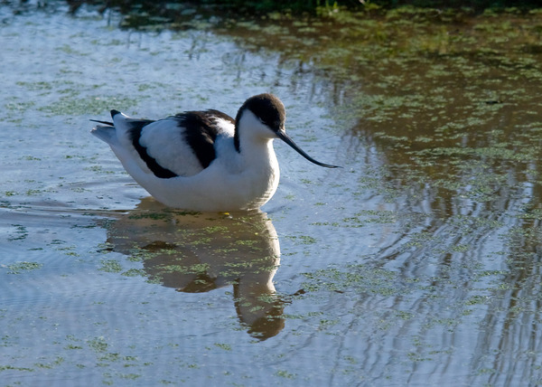 Pied Avocet