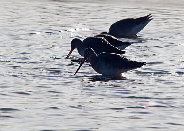 Black-tailed Godwit