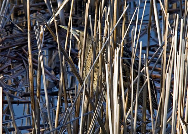 Eurasion Bittern