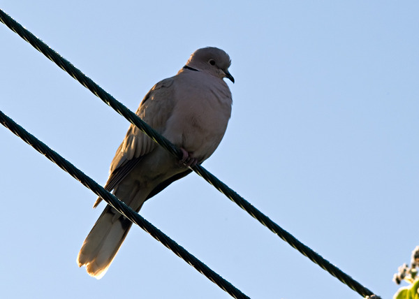 Eurasian Collared Dove Eurasian Collared Dove