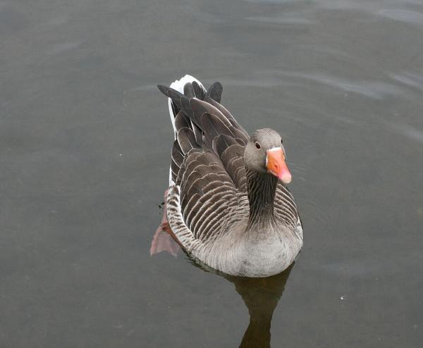 Greylag Goose Greylag Goose