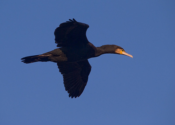 Great Cormorant