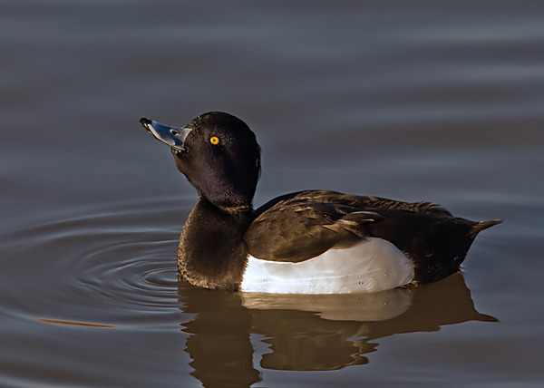 Tufted Duck Tufted Duck