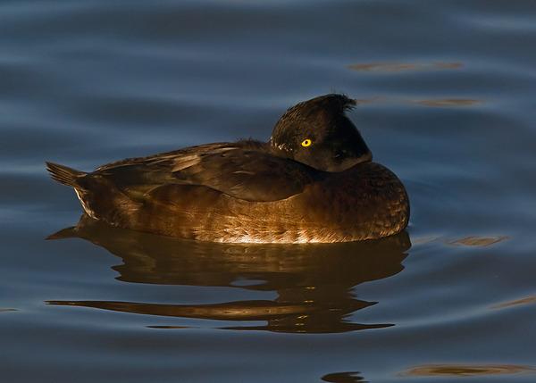 Tufted Duck Tufted Duck