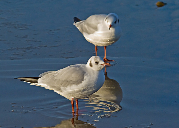 Black-headed Gull