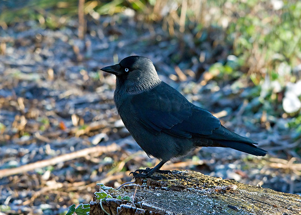Eurasian Jackdaw Eurasian Jackdaw